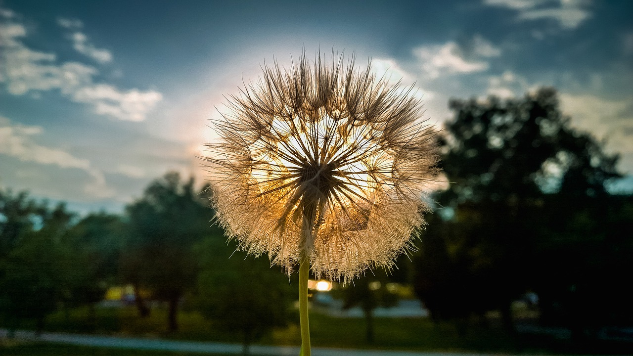 Allergie Pollen| Traitement des allergies Aix en Provence